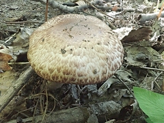 Agaricus cappellianus