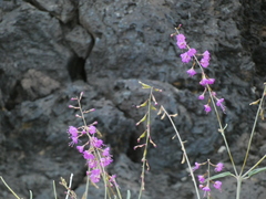 Cyphomeris gypsophiloides