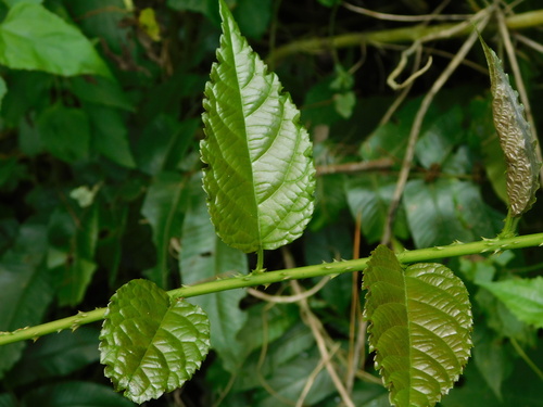 Rubus pirifolius observed 2022-10-02