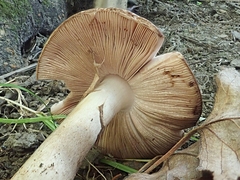 Agaricus cappellianus