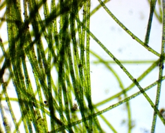Rhizoclonium