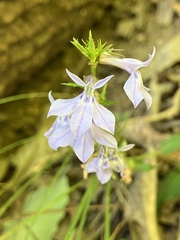 Lobelia spicata