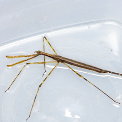 Ranatra texana