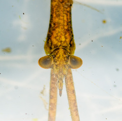 Ranatra texana