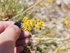 Eriogonum brevicaule