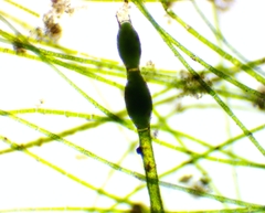 Pithophora roettleri