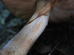 Agaricus cappellianus