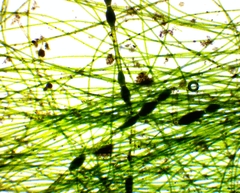 Pithophora roettleri