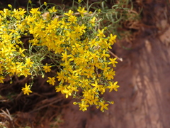 Senecio spartioides