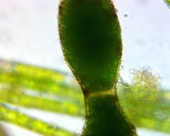 Pithophora roettleri