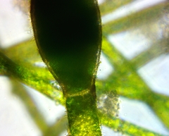 Pithophora roettleri