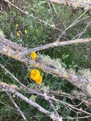 Calceolaria corymbosa