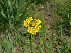Senecio integerrimus exaltatus