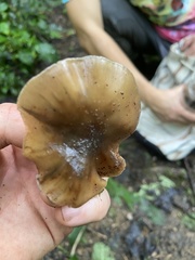 Psilocybe caerulescens