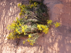 Senecio spartioides