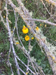 Calceolaria corymbosa