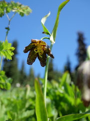 Fritillaria affinis