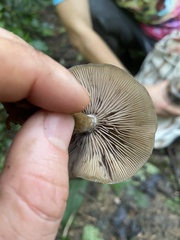 Psilocybe caerulescens
