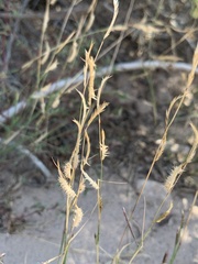 Bouteloua barbata