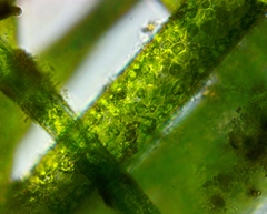 Pithophora roettleri