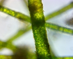 Pithophora roettleri