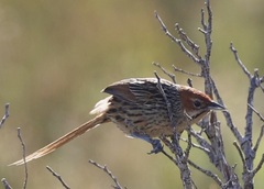 Sphenoeacus afer afer