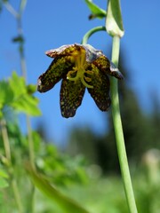 Fritillaria affinis