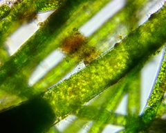 Pithophora roettleri