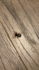 Trachelas tranquillus