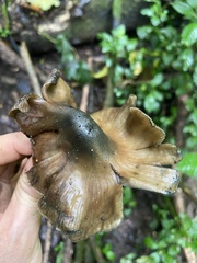 Psilocybe caerulescens