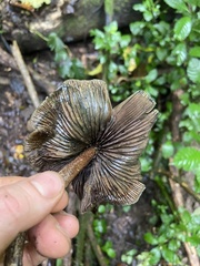 Psilocybe caerulescens