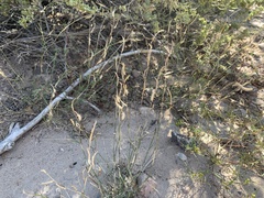 Bouteloua barbata