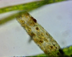 Pithophora roettleri