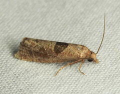 Pelochrista dorsisignatana