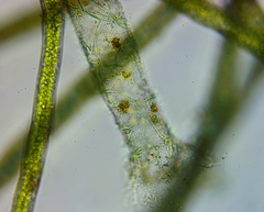 Pithophora roettleri