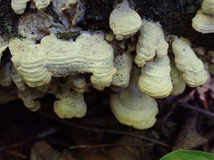 Trichaptum subchartaceum