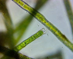 Rhizoclonium
