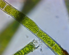 Rhizoclonium