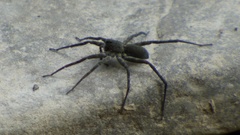 Pardosa lapidicina