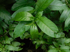 Cestrum