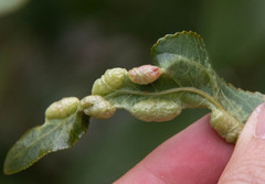 Thecabius populimonilis