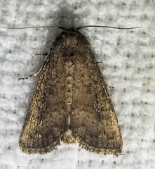 Condica sutor