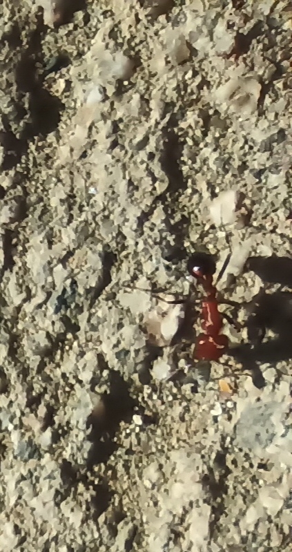 Pogonomyrmex snellingi