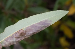 Paraleucoptera albella