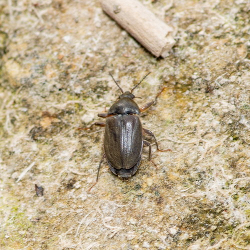 Texas Water Penny Beetle photo 2