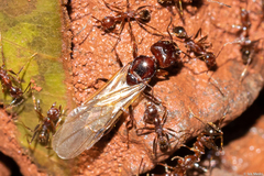 Pheidole