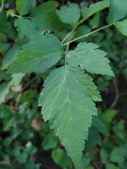 Rubus