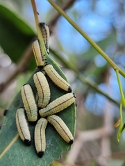 Paropsisterna cloelia