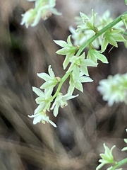 Stenanthium gramineum