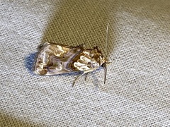 Plusiodonta compressipalpis